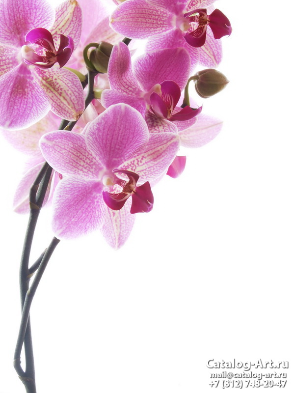 Pink orchids 14
